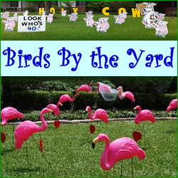 Birds By The Yard